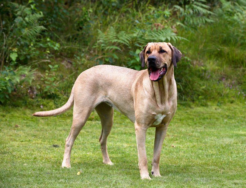 Broholmer (Danish Mastiff)