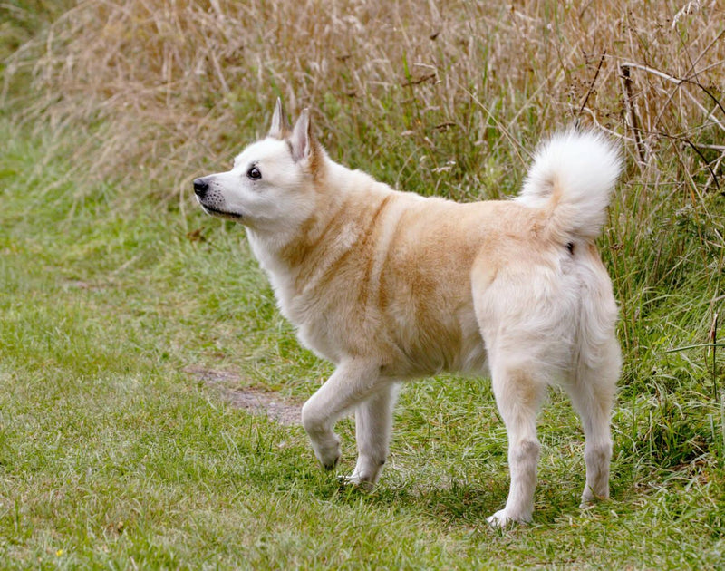 Norwegian Buhund