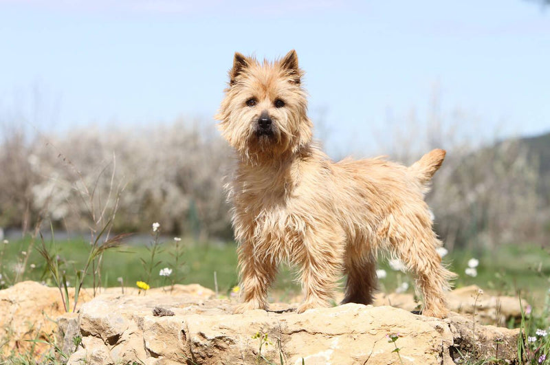 Cairn Terrier