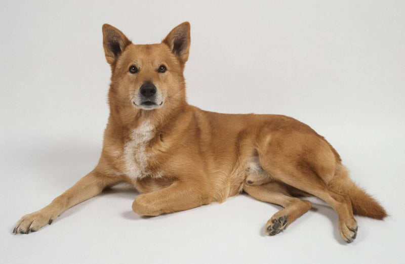 Canaan Dog