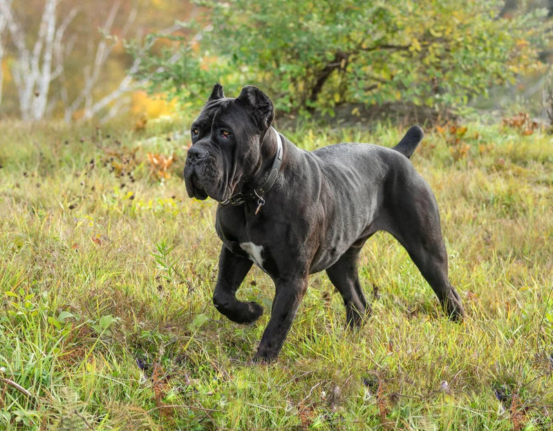 Cane Corso