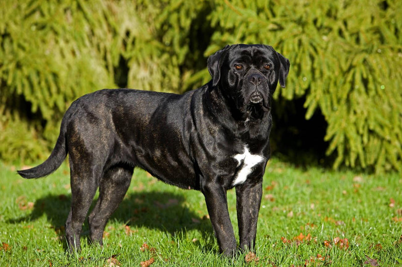 Cane Corso