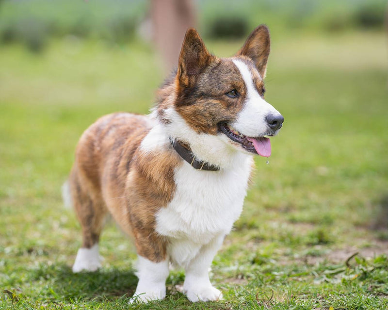 Cardigan Welsh Corgi