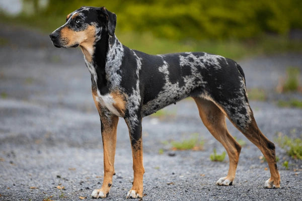 Catahoula Leopard Dog