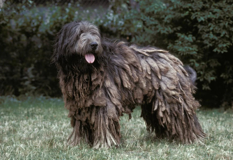 Catalan Sheepdog