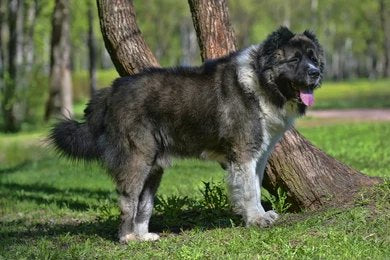 Caucasian Shepherd
