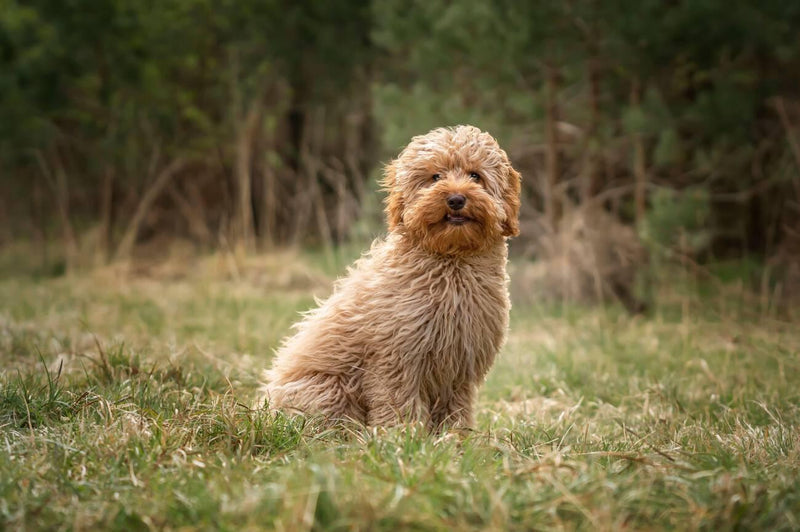 Cavoodle