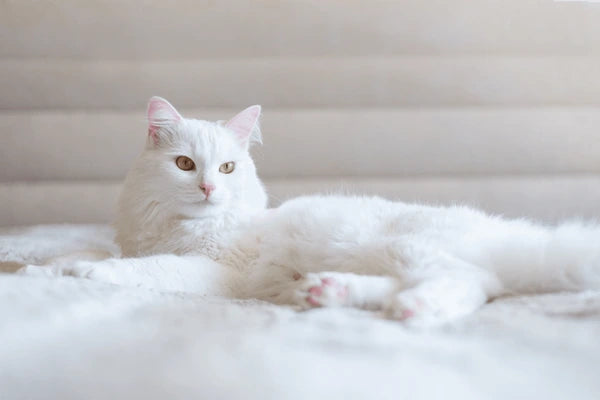 Turkish Angora