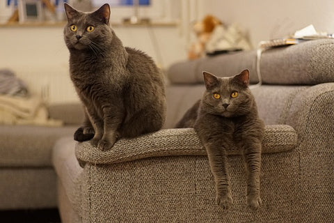 Chartreux