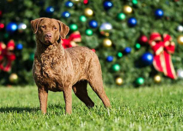 Chesapeake Bay Retriever