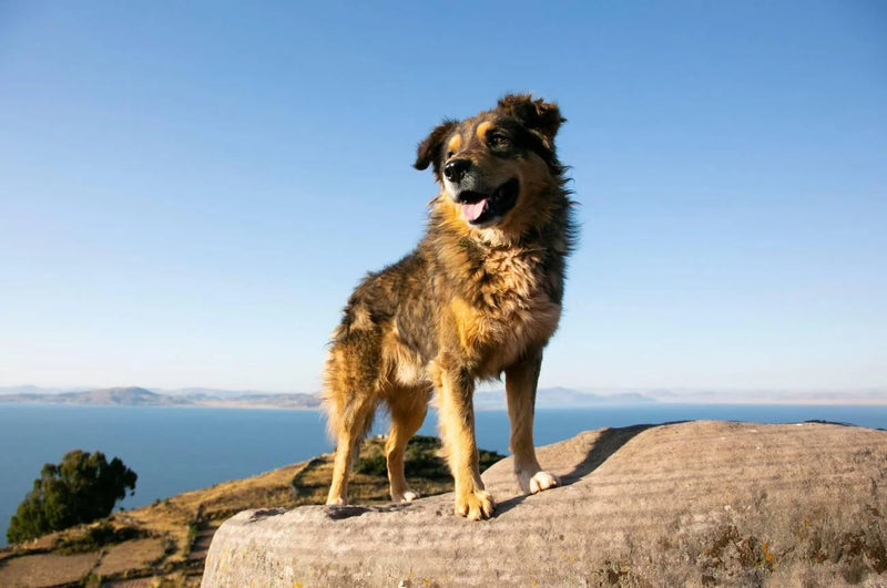 Chiribaya Shepherd