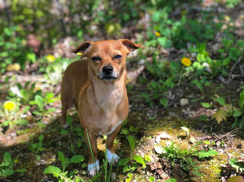 Chiweenie