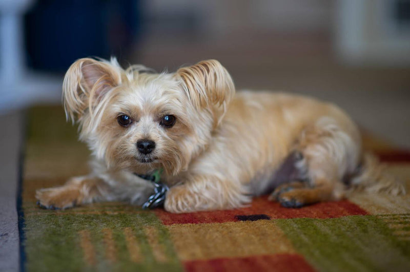 Chorkie