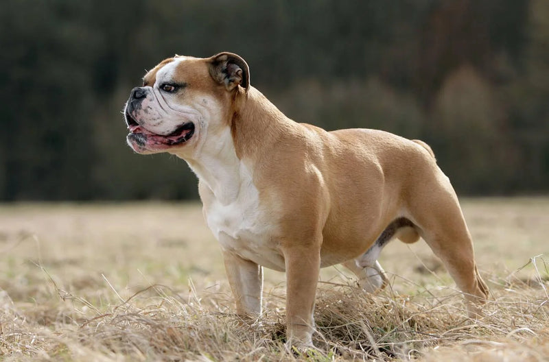 Continental Bulldog