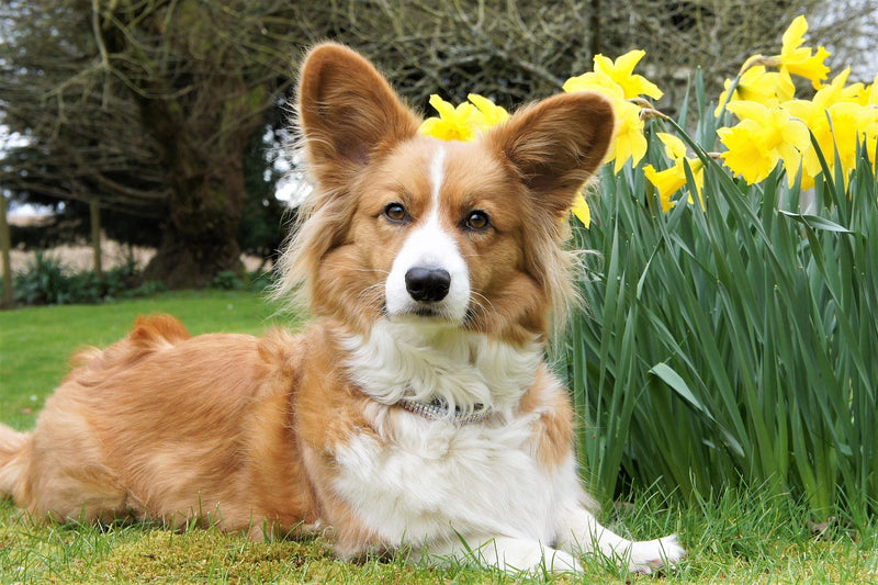 Corgi