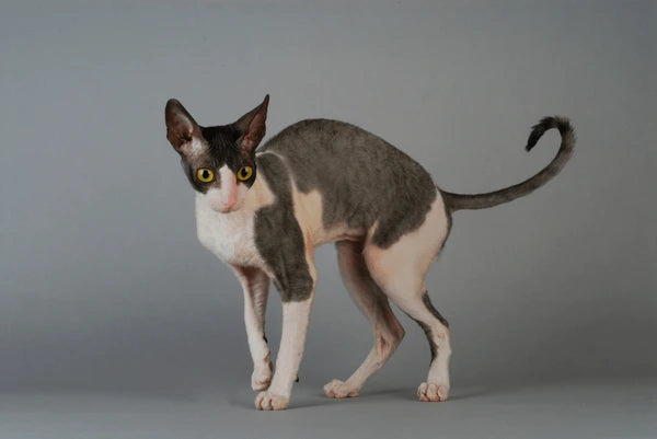 Cornish Rex