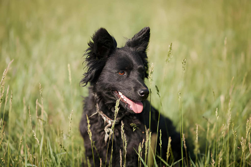 Croatian Sheepdog