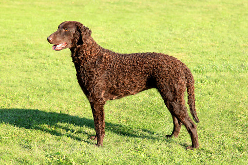 Curly Coated Retriever