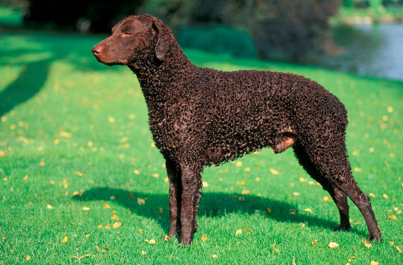 Curly Coated Retriever