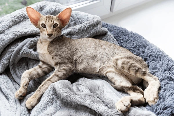 Oriental Shorthair