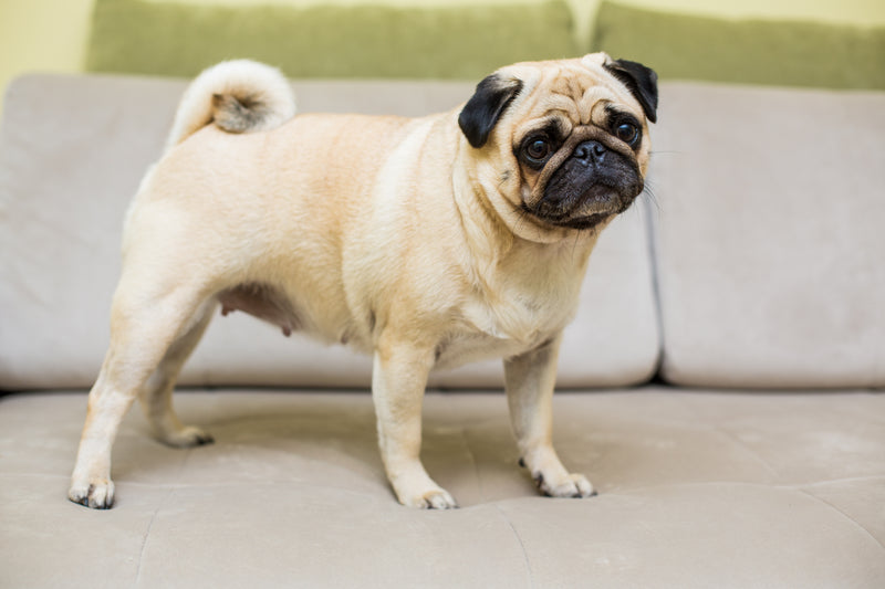 Pug