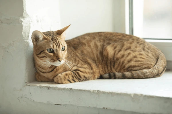 Serengeti cat