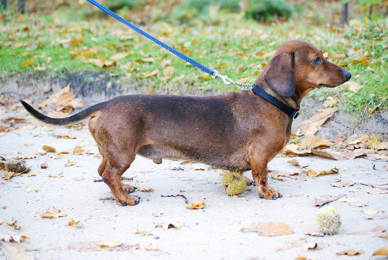 Dashchund