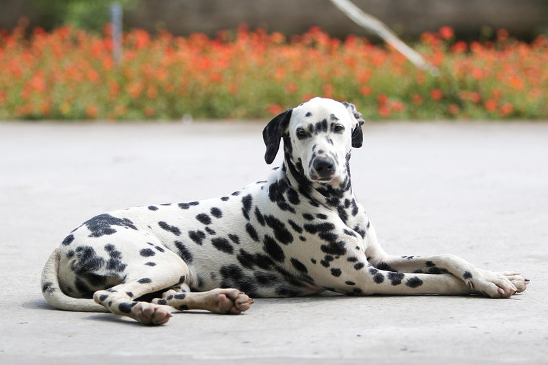 Dalmatian