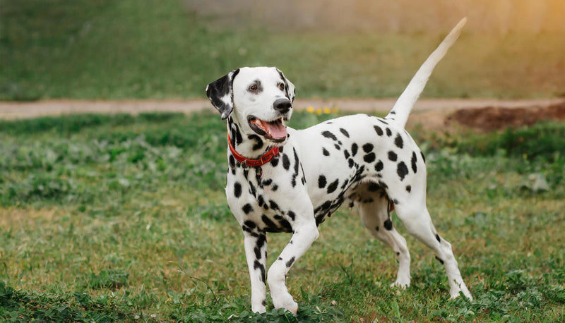 Dalmatian