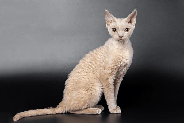 Devon Rex