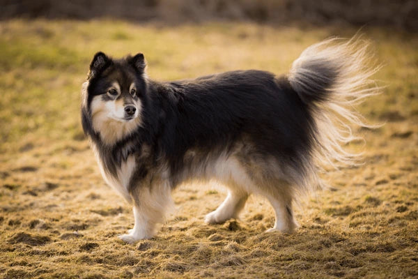 Finnish Lapphund
