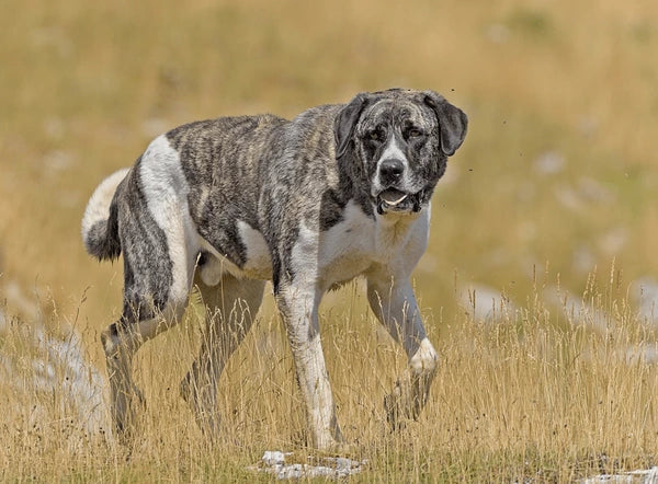 Transmontano Mastiff