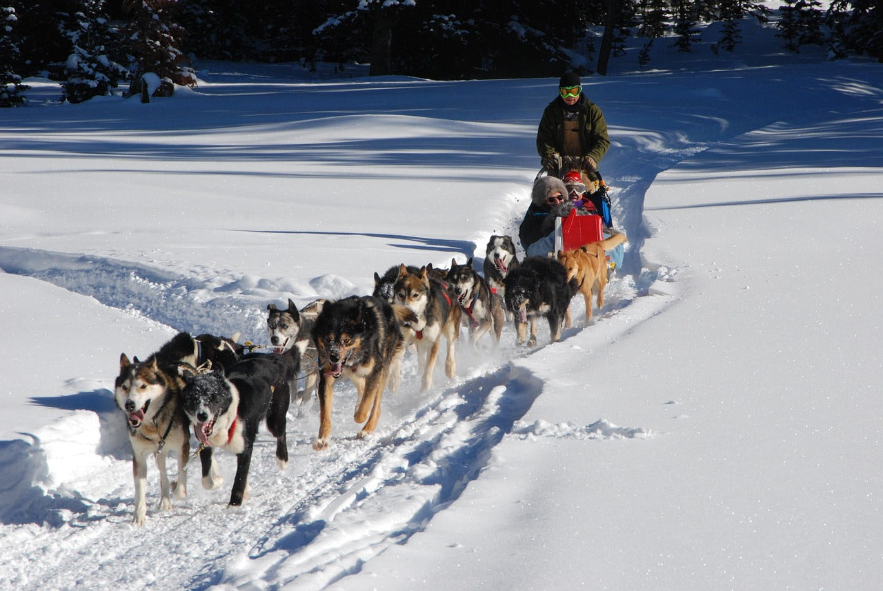 Training your Siberian Husky