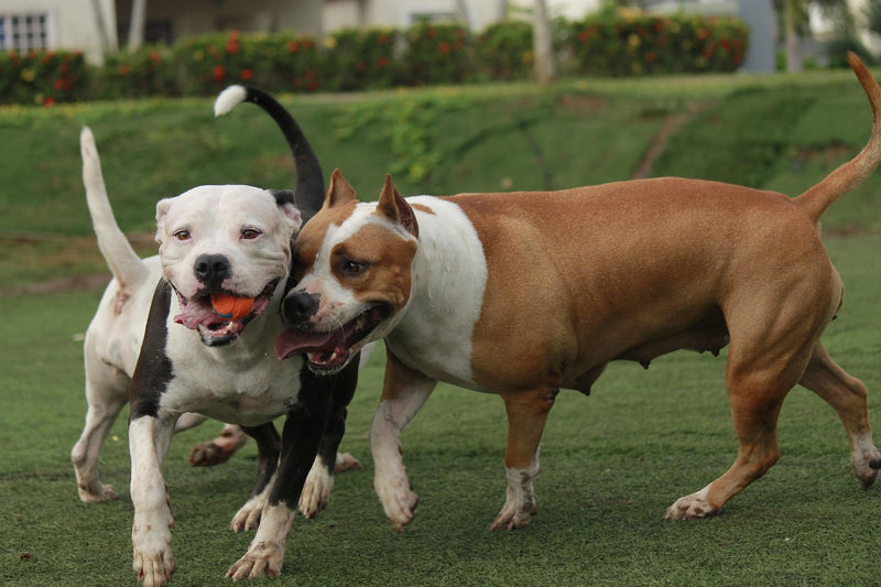 Pitbull