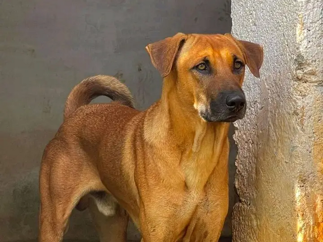 Kombai
