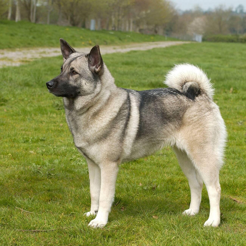 Norwegian Elkhound