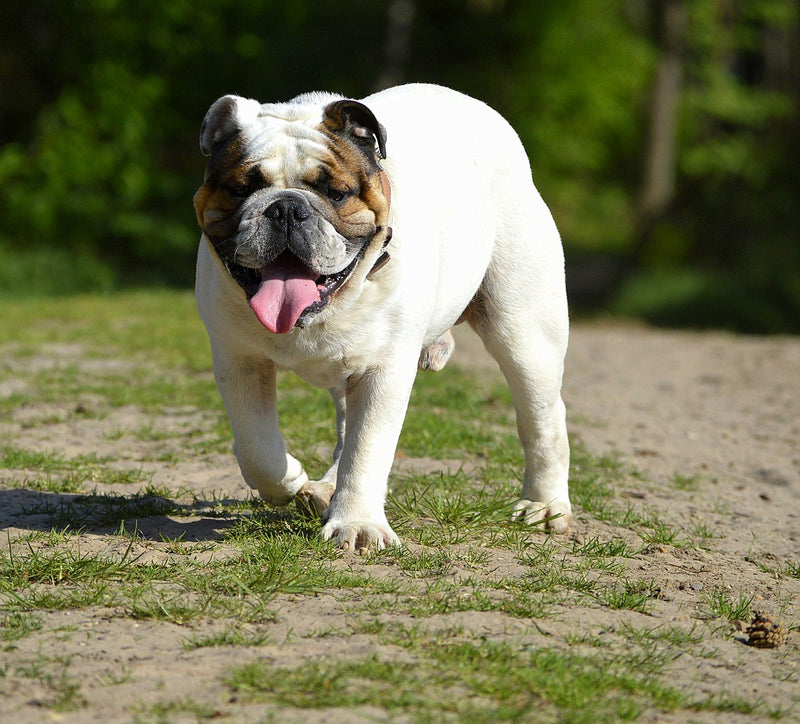 English Bulldog