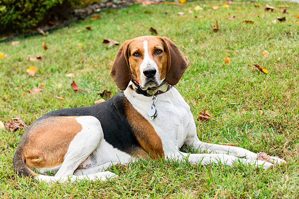 American English Coonhound