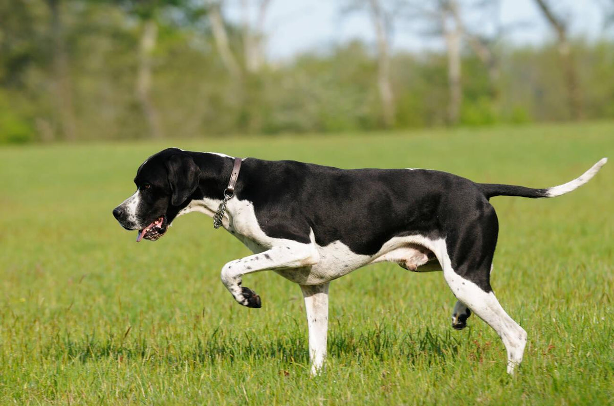 English Pointer