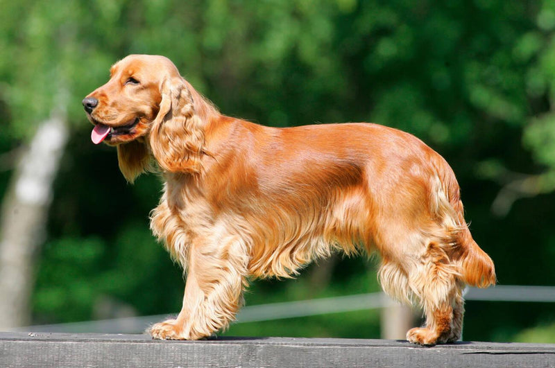 English Cocker Spaniel