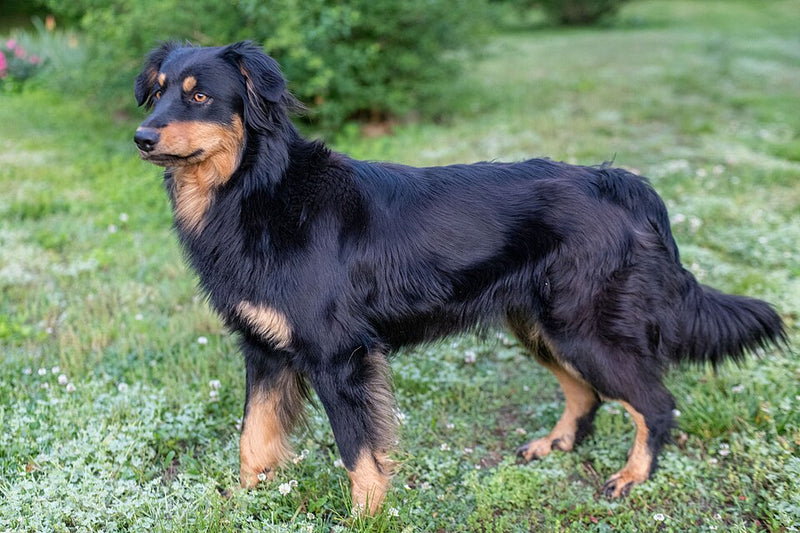 English Shepherd