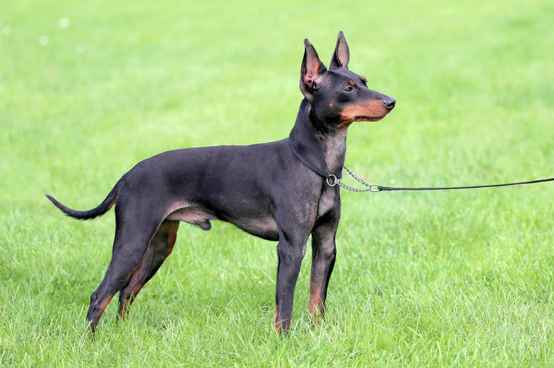 English Toy Terrier