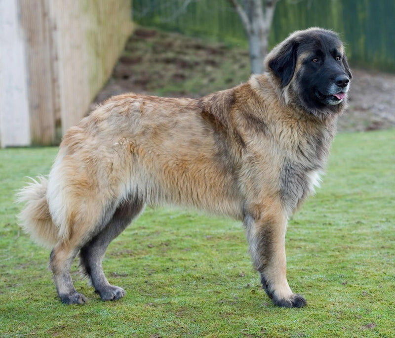 Estrela Mountain Dog