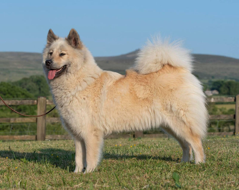 Eurasier