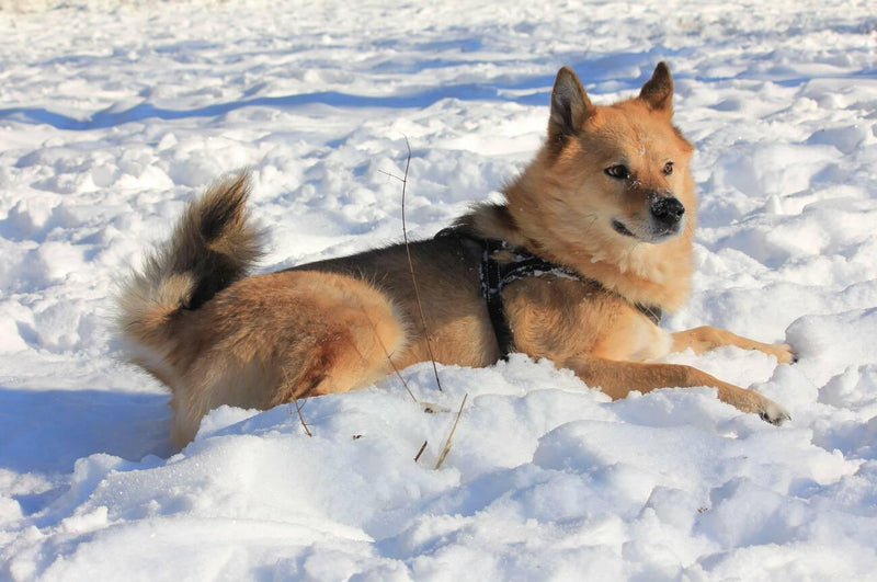 Finnish Spitz