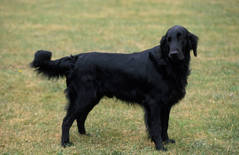 Flat-Coated Retriever