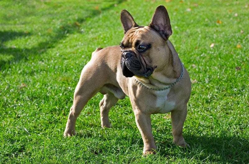French Bulldog