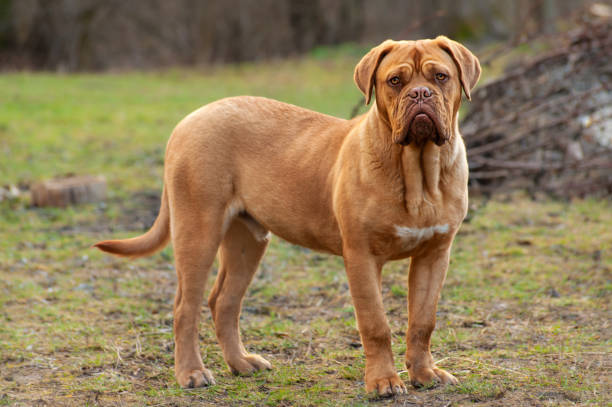 French Mastiff (Dogue de Bordeaux)