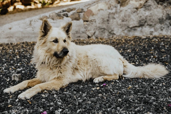 Garafian Shepherd