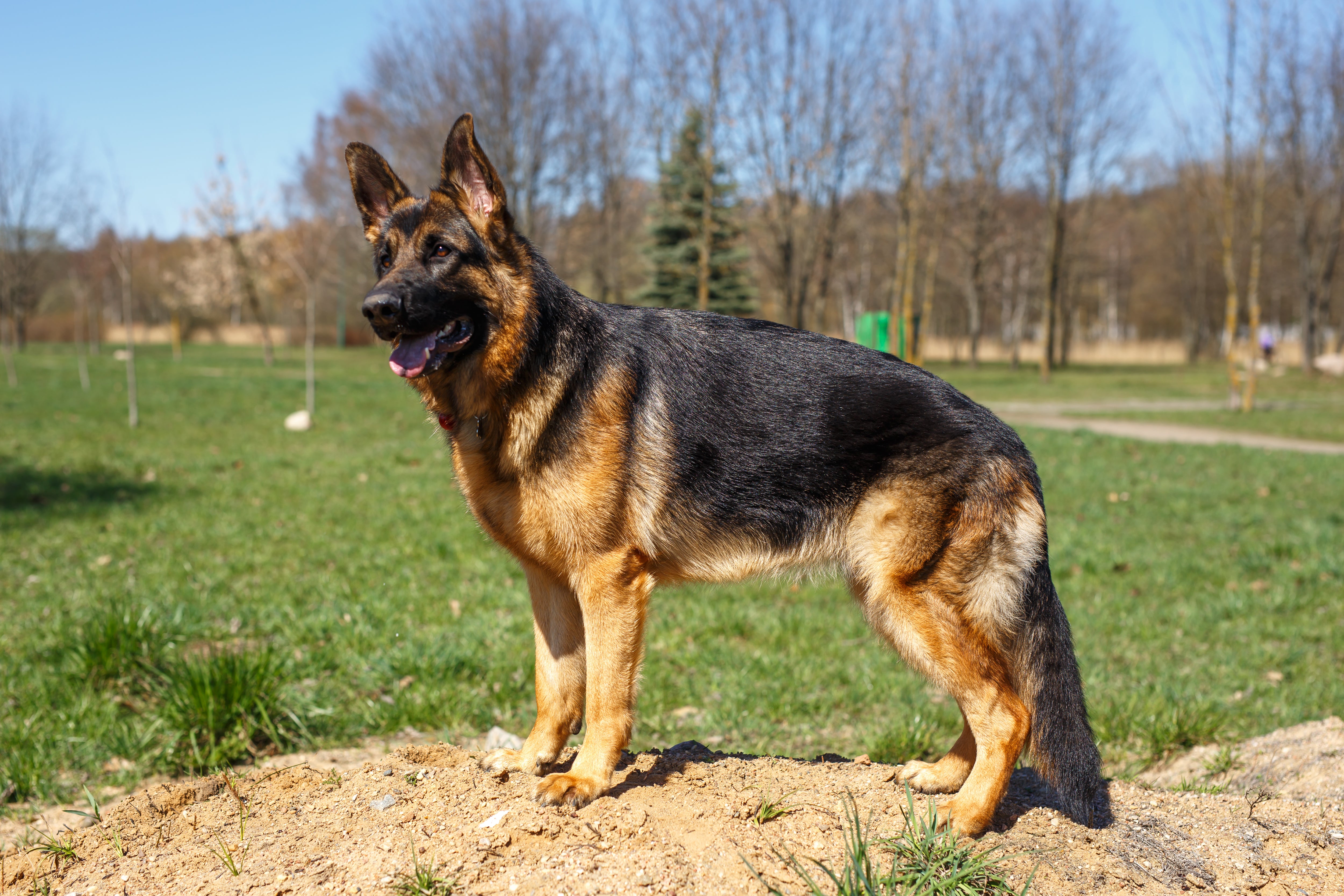 German Shepherd